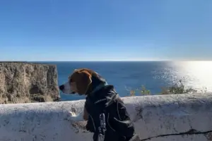 Beagle de perfil olhando com curiosidade a paisagem marítima em Sagres e uma das nossas melhores lembranças de viagem com cachorro na Europa