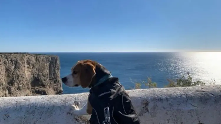 Beagle de perfil olhando com curiosidade a paisagem marítima em Sagres e uma das nossas melhores lembranças de viagem com cachorro na Europa