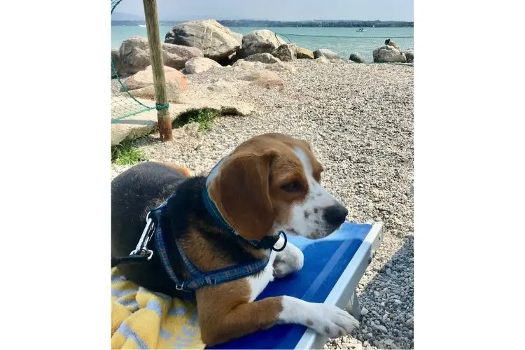 beagle deitado em cadeira de praia